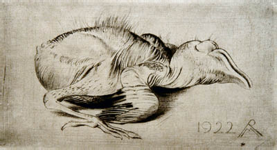 Richard Müller (1874-1954),ein aus dem Nest gefallener Vogel, der Müller
faszinierte,young bird, fallen from the nest, thanks to Müller preserved for posterity